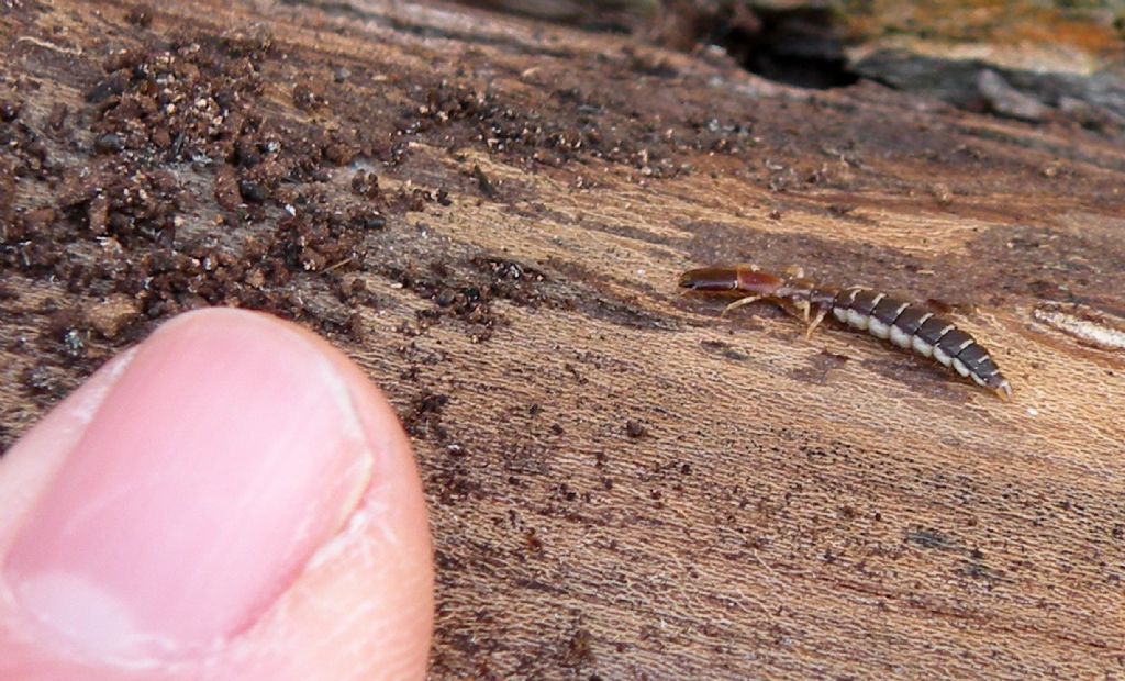 Sotto una corteccia:  Parainocellia bicolor (Inocellidae)